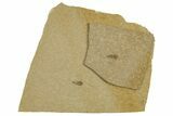 Detailed Fossil Leafhopper (Homoptera) - France #267684-2